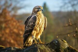 AI generated Hawk sitting on rock looking for prey. AI Generated photo