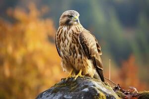 AI generated Hawk sitting on rock looking for prey. AI Generated photo