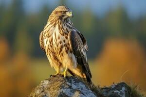 AI generated Hawk sitting on rock looking for prey. AI Generated photo