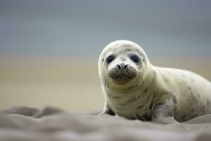 AI generated Harbor seal cub. AI Generated photo