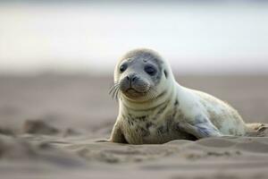 AI generated Harbor seal cub. AI Generated photo