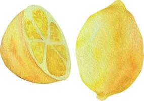 Illustration of lemon in watercolor. watercolor style of lemon fruit on white background. vector
