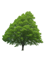 árbol verde árbol clipart png