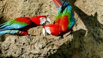 two macaws perched on a rock photo