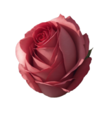 rosado Rosa aislado en blanco antecedentes png