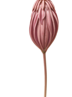 rose Rose isolé sur blanc Contexte png