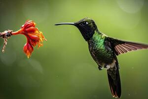 AI generated Hummingbird in Costa Rica. AI Generated. photo