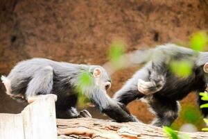 dos bebé chimpancés jugando en su recinto foto