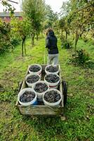 a woman pulling a cart full of grapes photo