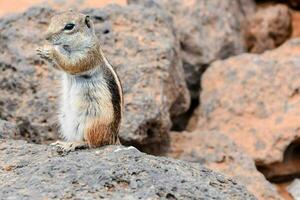 a ground squirrel standing on a rock photo