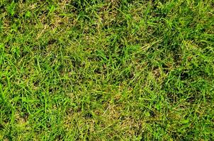 a close up of a green grass field photo