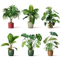 AI generated Fresh Green House Plants, indoor tree plants for Interior design. photo