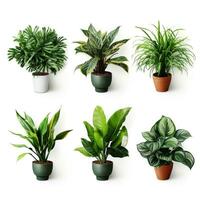 AI generated Fresh Green House Plants, indoor tree plants for Interior design. photo