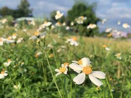 white flowers in a field with a blue sky photo