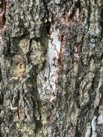 Tree bark texture background photo