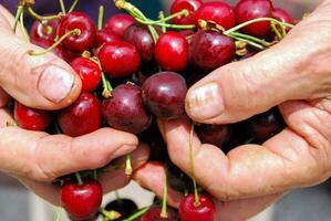 a person holding a bunch of cherries photo