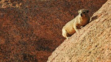 Dassie Procavia capensis on a rock looking out for enemies photo