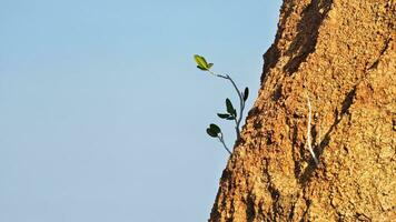 Young plant growing on a rock.  Nature finds a way to grow where it actually cannot grow photo