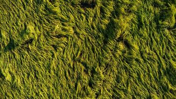 que cae arroz en el campo. arroz plantas caído porque de fuerte vientos y lluvia antes de cosecha. arroz es dañado debido a roto paja, haciendo eso más difícil a cosecha. foto