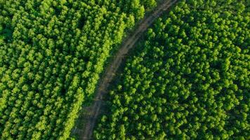 Aerial view of eucalyptus plantation in Thailand. Top view of cultivation areas or agricultural land in outdoor nursery. Cultivation business. Natural landscape background. photo