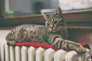 Cat laying on top of a radiator photo