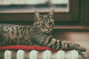 Cat laying on a radiator photo