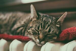 Cat sleeping on top of a radiator photo