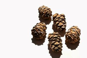 Cedar cones collection. Pine cones with nut in hard light. photo