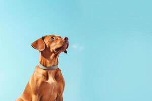 ai generado contemplativo perro mirando hacia el cielo en contra claro azul cielo foto