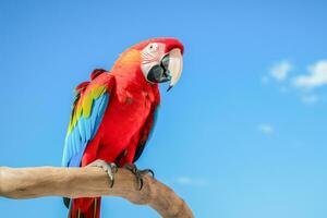 AI generated Vibrant Scarlet Macaw Perched on a Branch Against Blue Sky photo
