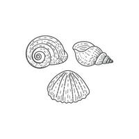 Vintage Retro Hand Drawn Engraving Sketch of Ocean Nautilus and Shell vector