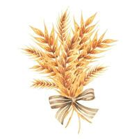 Hand drawn watercolor yellow wheat ears bouquet illustration. vector