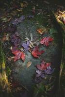 maple leaves falling on forest floor in autumn season photo