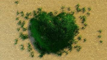 Green Nature Heart shaped photo