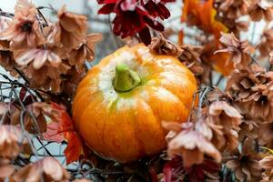 Autumn Still Life with Ripe Pumpkins and Colorful Foliage in a Pumpkin Patch photo