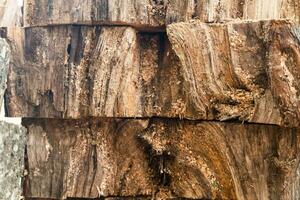 core of the felled trees laid in the park after the sanitary cleaning of the park. photo