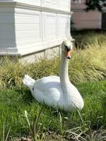 blanco cisne en verde césped en el parque foto