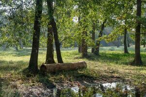 A large log rests under trees in an open woodland, providing a place to rest. photo