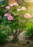 lush blooming bush of pink tree peony in the garden outdoors photo