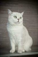 adult cat pedigree Scottish chinchilla straight ears photo