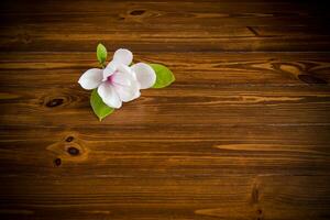 one pink flower on a branch of blooming magnolia on a wooden table photo