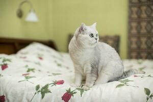 adulto gato árbol genealógico escocés chinchilla Derecho orejas foto