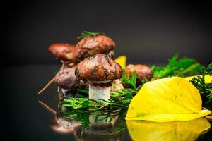 forest mushrooms with leaves, branches and fir trees on black background photo