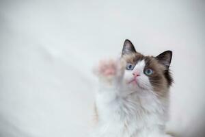 Young beautiful purebred Ragdoll cat at home photo