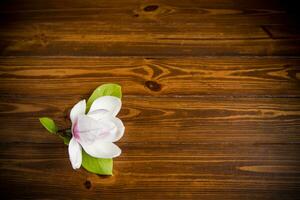 one pink flower on a branch of blooming magnolia on a wooden table photo