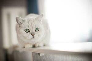 adult cat pedigree Scottish chinchilla straight ears photo