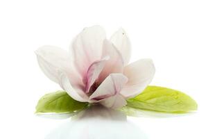 one pink flower on a branch of blooming magnolia close up photo