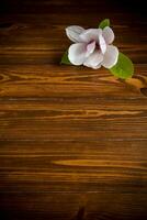 one pink flower on a branch of blooming magnolia on a wooden table photo