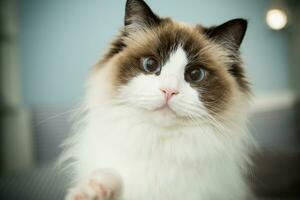 Young beautiful purebred Ragdoll cat at home photo