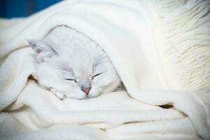 adult cat breed Scottish chinchilla with straight ears, sleeps photo